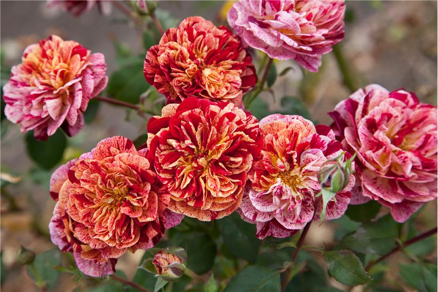 FLORIBUNDA